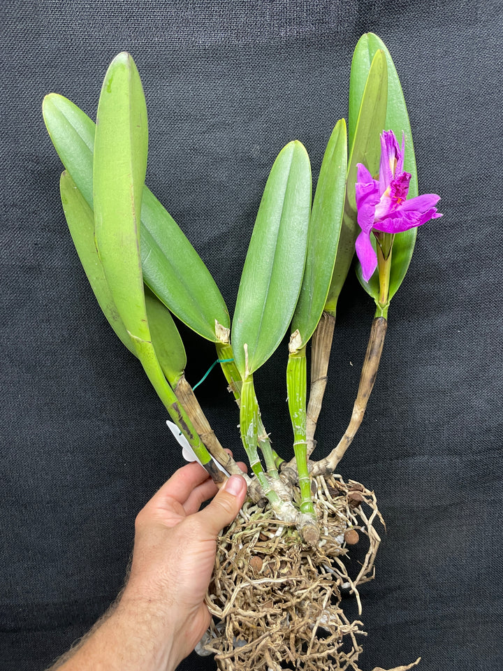 C. wallisii (eldorado) `Mt. Ito&