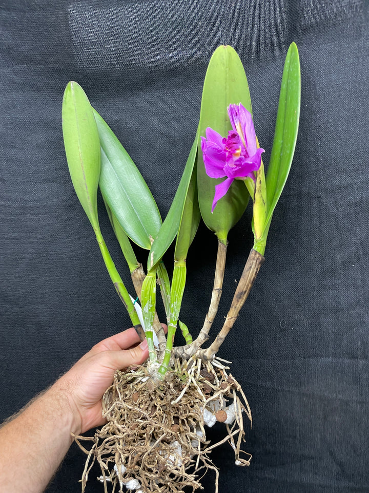 C. wallisii (eldorado) `Mt. Ito&