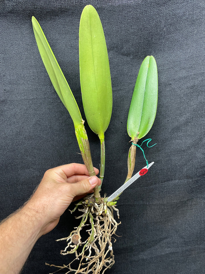 C. wallisii (eldorado) `Mt. Ito&