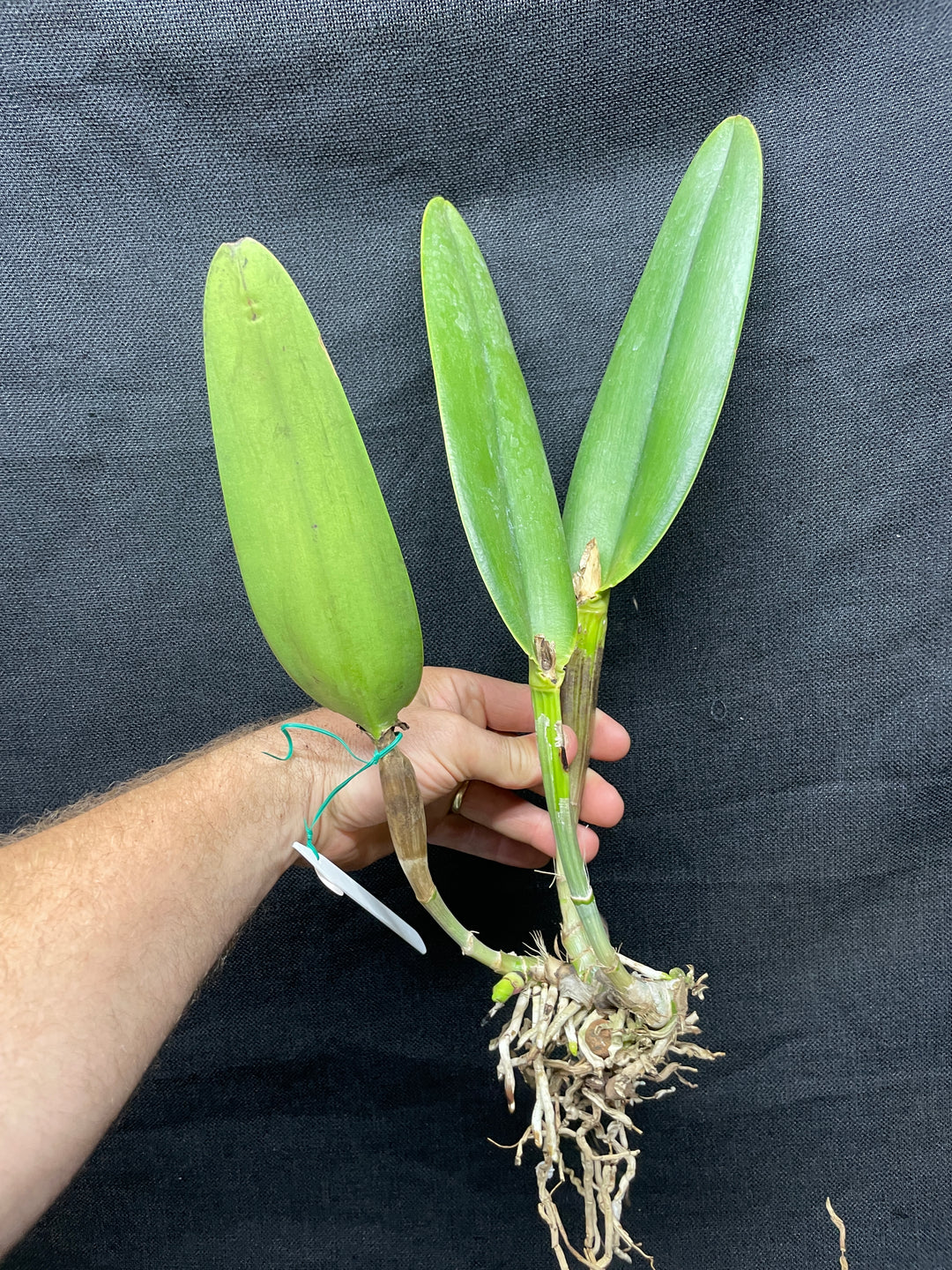 C. wallisii (eldorado) `Mt. Ito&