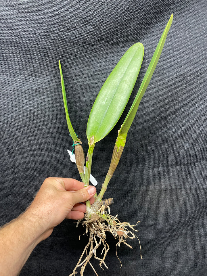 C. wallisii (eldorado) `Mt. Ito&