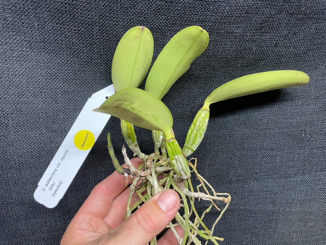 C. walkeriana `Gifu&