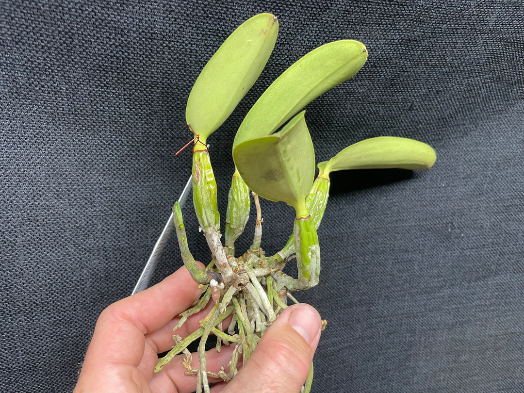 C. walkeriana `Gifu&