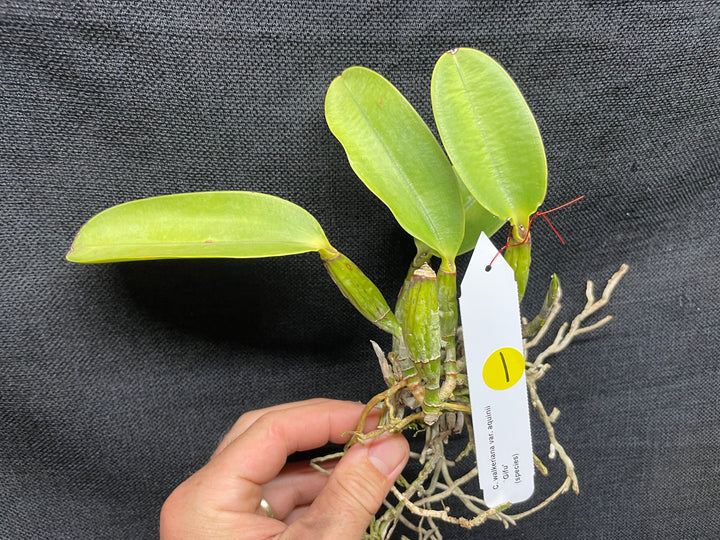 C. walkeriana `Gifu&