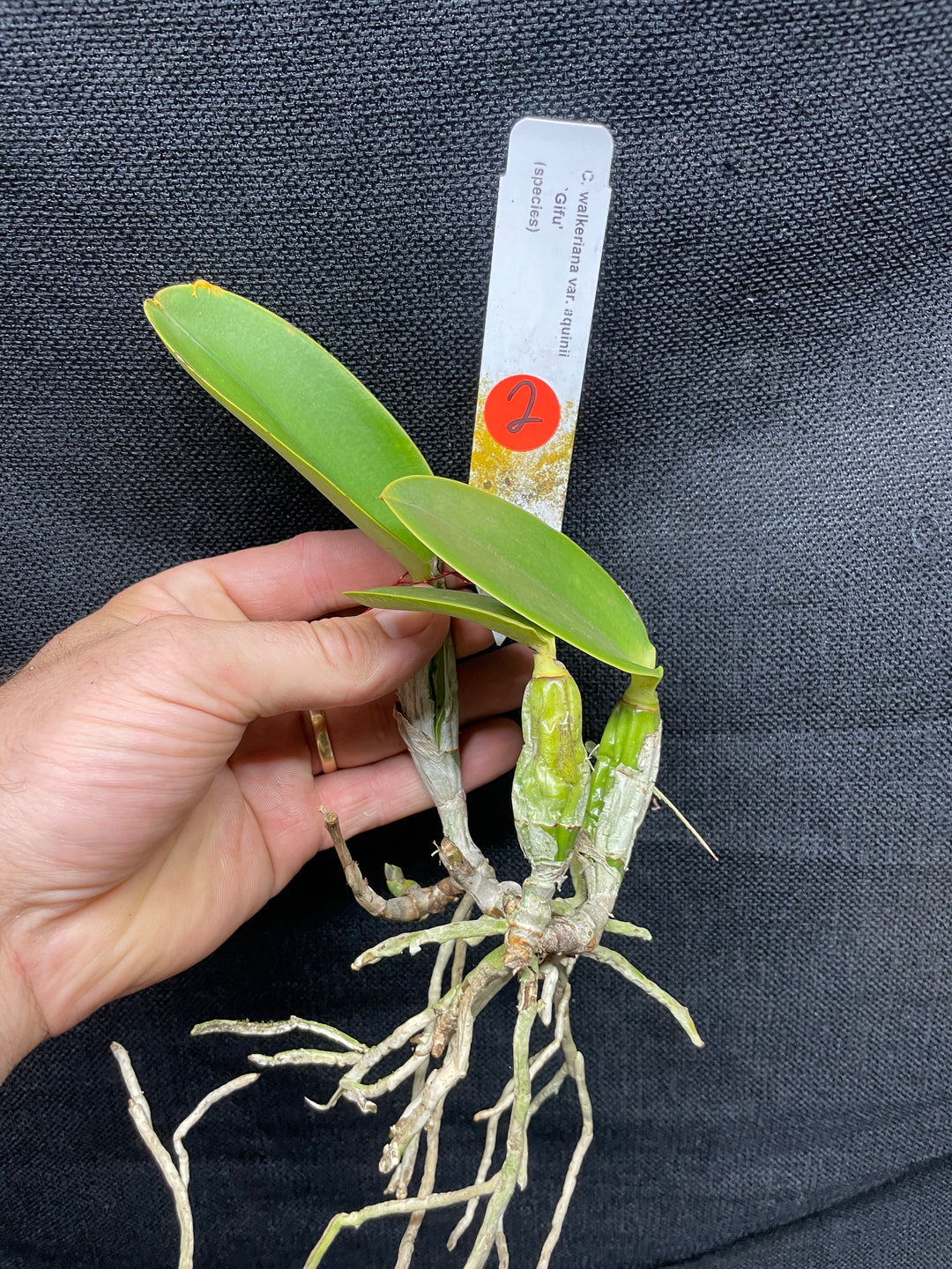 C. walkeriana `Gifu&