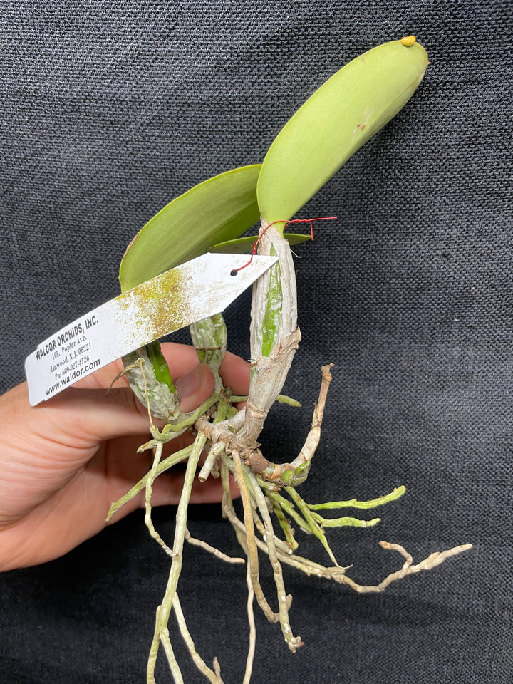C. walkeriana `Gifu&