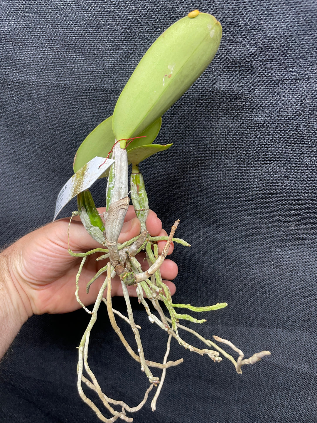 C. walkeriana `Gifu&