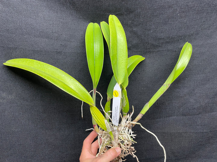 C. trianaei `The President&