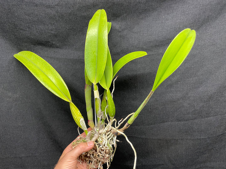 C. trianaei `The President&