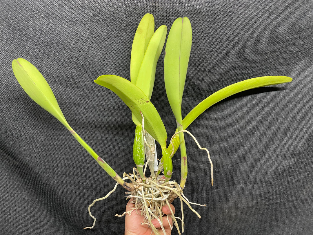 C. trianaei `The President&
