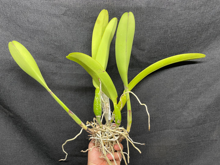 C. trianaei `The President&