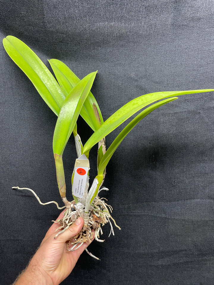 C. trianaei `The President&
