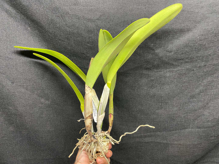 C. trianaei `The President&