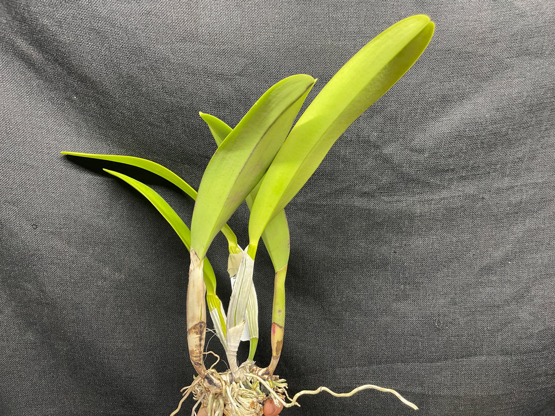 C. trianaei `The President&