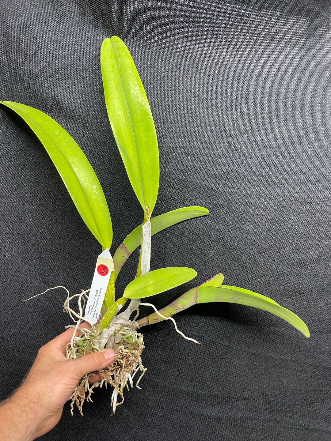 C. trianaei `The President&