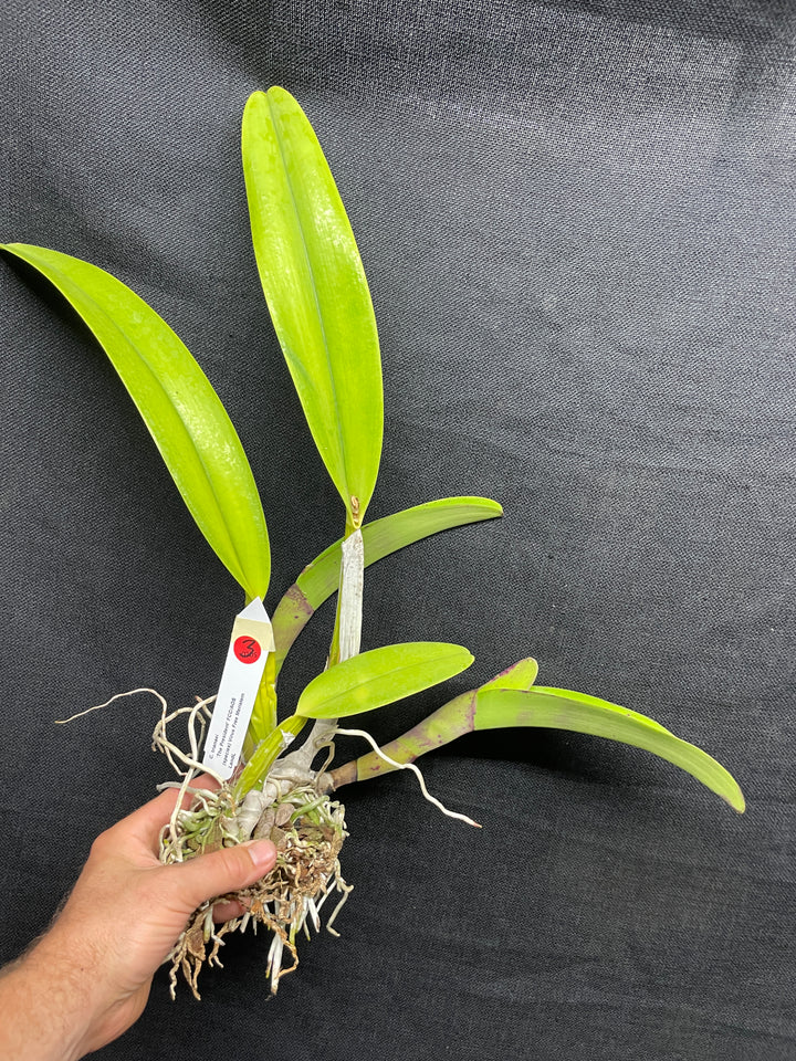 C. trianaei `The President&