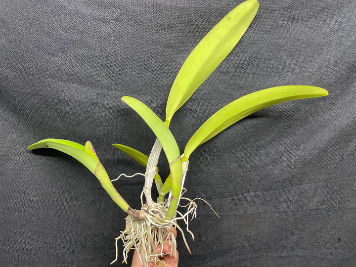C. trianaei `The President&