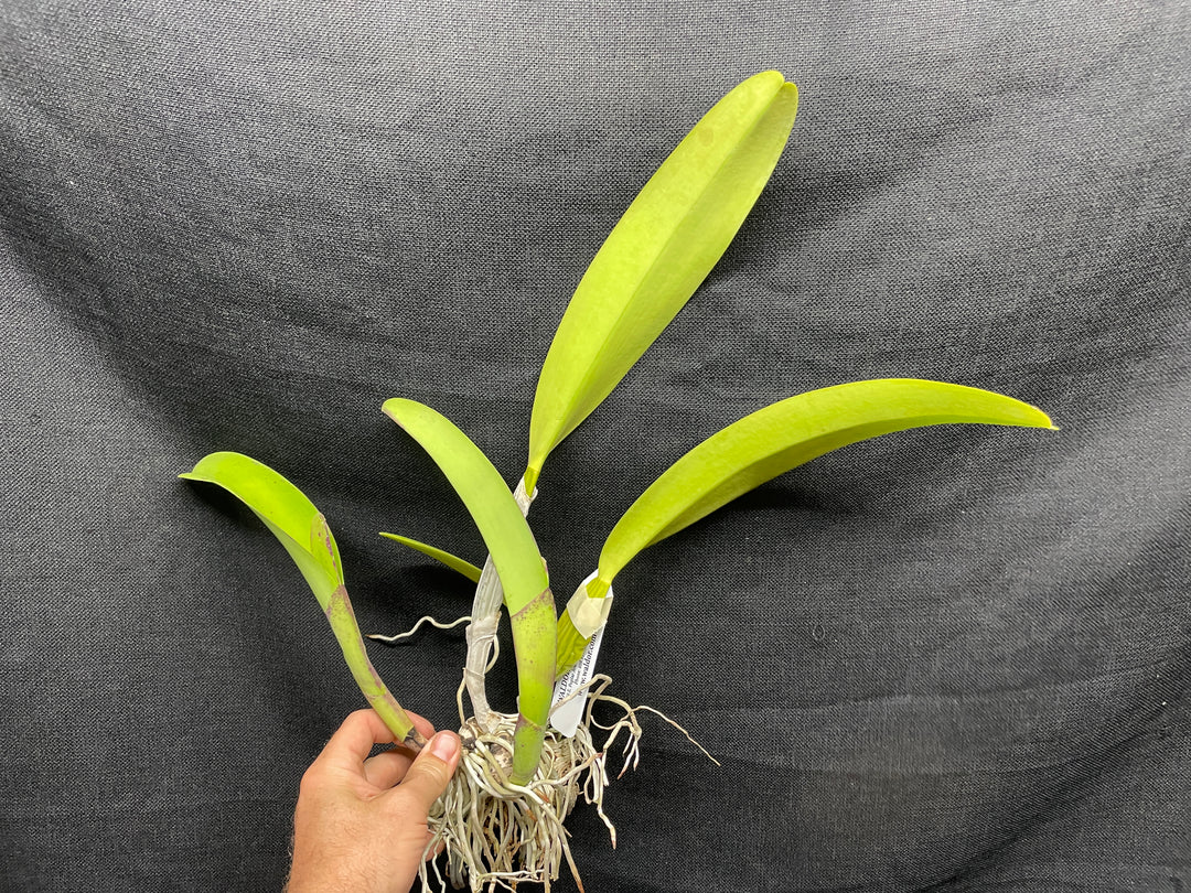 C. trianaei `The President&