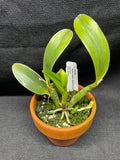 L. pumila `Mirtha Isabel' AM/AOS Original Species Cattleya Orchid PLANT #1
