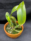 L. pumila `Mirtha Isabel' AM/AOS Original Species Cattleya Orchid PLANT #1