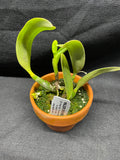 L. pumila `Mirtha Isabel' AM/AOS Original Species Cattleya Orchid PLANT #1