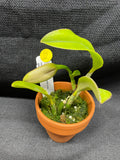 L. pumila `Mirtha Isabel' AM/AOS Original Species Cattleya Orchid PLANT #2