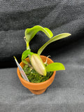 L. pumila `Mirtha Isabel' AM/AOS Original Species Cattleya Orchid PLANT #2