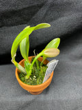 L. pumila `Mirtha Isabel' AM/AOS Original Species Cattleya Orchid PLANT #2