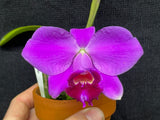 L. pumila `Mirtha Isabel' AM/AOS Original Species Cattleya Orchid PLANT #4