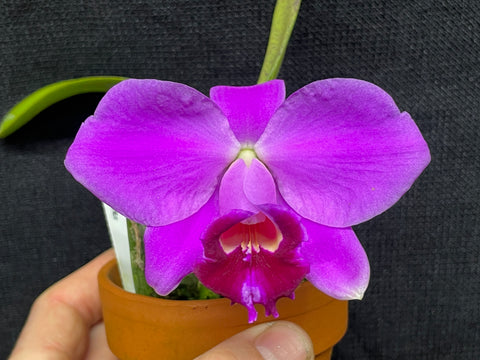 L. pumila `Mirtha Isabel' AM/AOS Original Species Cattleya Orchid PLANT #2