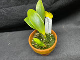 L. pumila `Mirtha Isabel' AM/AOS Original Species Cattleya Orchid PLANT #4