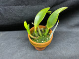 L. pumila `Mirtha Isabel' AM/AOS Original Species Cattleya Orchid PLANT #4