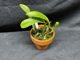L. pumila `Mirtha Isabel' AM/AOS Original Species Cattleya Orchid PLANT #4