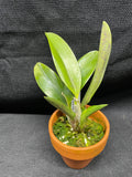 L. pumila `Super Nova' HCC/AOS Original Species Cattleya Orchid PLANT #1