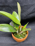 L. pumila `Super Nova' HCC/AOS Original Species Cattleya Orchid PLANT #1