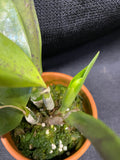 L. pumila `Super Nova' HCC/AOS Original Species Cattleya Orchid PLANT #1