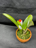L. pumila `Super Nova' HCC/AOS Original Species Cattleya Orchid PLANT #2