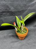 L. pumila `Super Nova' HCC/AOS Original Species Cattleya Orchid PLANT #2
