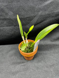 L. pumila `Super Nova' HCC/AOS Original Species Cattleya Orchid PLANT #2