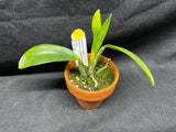 L. pumila `Super Nova' HCC/AOS Original Species Cattleya Orchid PLANT #3