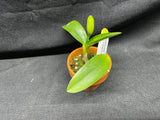 L. pumila `Super Nova' HCC/AOS Original Species Cattleya Orchid PLANT #3