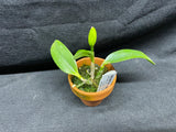 L. pumila `Super Nova' HCC/AOS Original Species Cattleya Orchid PLANT #3
