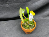 L. pumila `Super Nova' HCC/AOS Original Species Cattleya Orchid PLANT #4