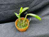 L. pumila `Super Nova' HCC/AOS Original Species Cattleya Orchid PLANT #4