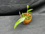 L. pumila `Super Nova' HCC/AOS Original Species Cattleya Orchid PLANT #4