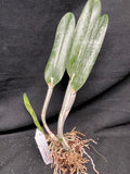 B. digbyana (`Mrs. Chase' AM/AOS x self) Select Species Cattleya Orchid Plant #1