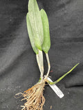 B. digbyana (`Mrs. Chase' AM/AOS x self) Select Species Cattleya Orchid Plant #1