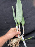 B. digbyana (`Mrs. Chase' AM/AOS x self) Select Species Cattleya Orchid Plant #1