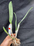 B. digbyana (`Mrs. Chase' AM/AOS x self) Select Species Cattleya Orchid Plant #2