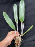 B. digbyana (`Mrs. Chase' AM/AOS x self) Select Species Cattleya Orchid Plant #2